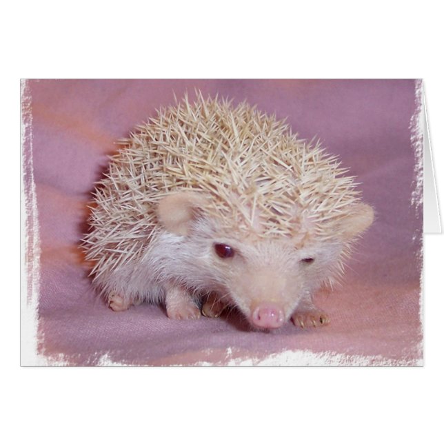 Pinky el edgehog (Anverso (Horizontal))