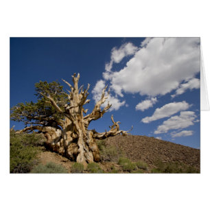 pino de Bristlecone en el bosque de Bristlecone,