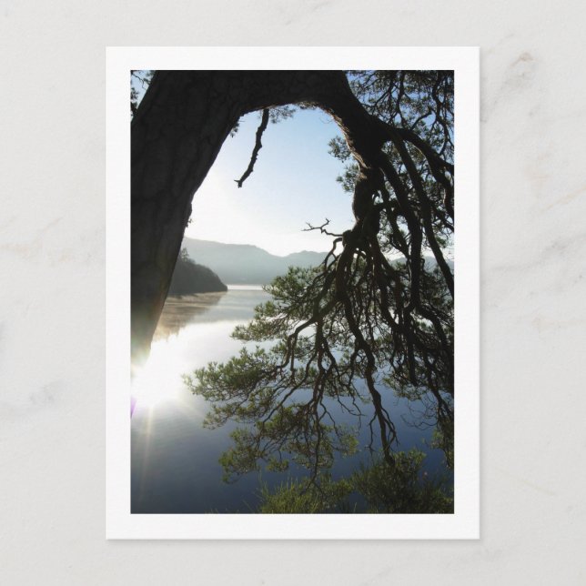 Pino inclinado: la tarjeta postal de Friar y Derwe (Anverso)