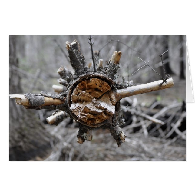 Pino roto (Anverso (Horizontal))