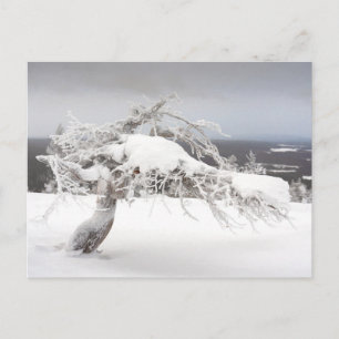 Pino torcido helado en la postal de Lapland