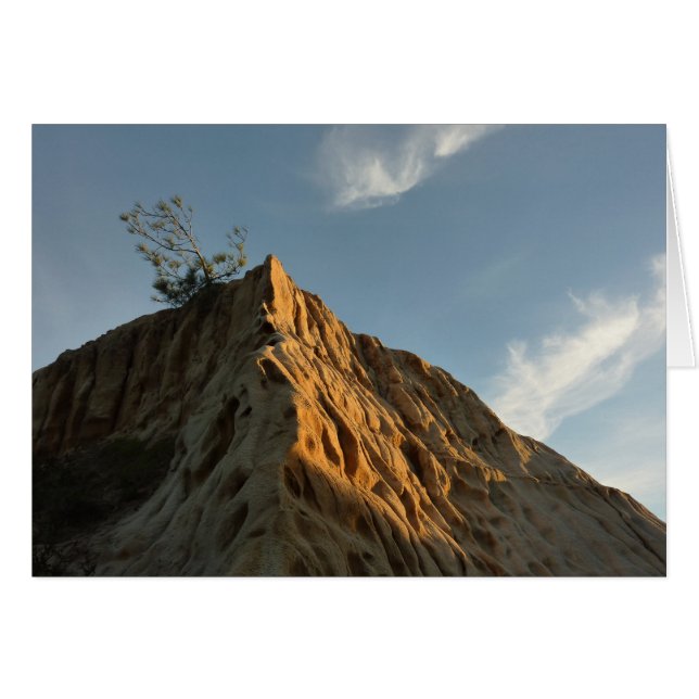 Pino torrey en la costa de Sunset California (Anverso (Horizontal))