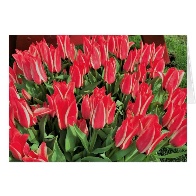 Pinocchio Tulips (Anverso (Horizontal))
