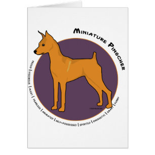 Pinscher miniatura, rojo del macho