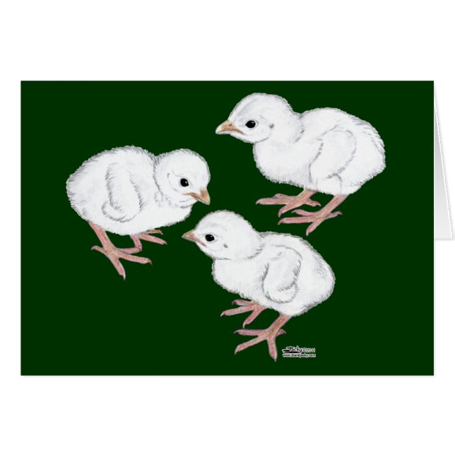 Pintadillos de Guinea blancos (Anverso (Horizontal))