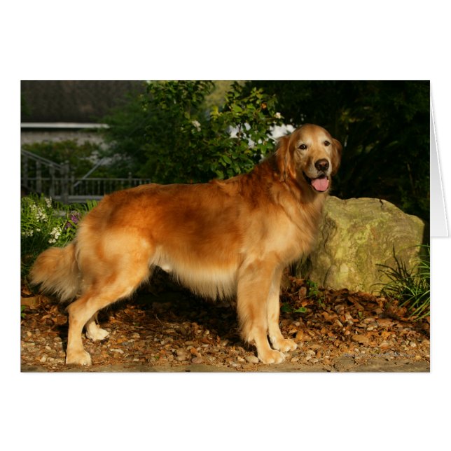 Pintado de Golden Retriever (Anverso (Horizontal))