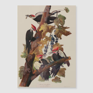 Pintado de pájaro carpintero con basculante Audubo