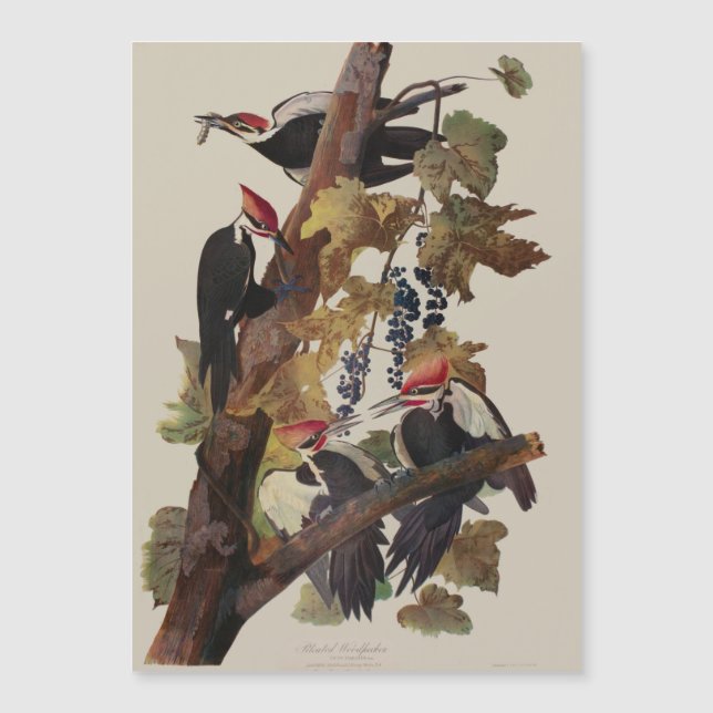 Pintado de pájaro carpintero con basculante Audubo (Anverso)