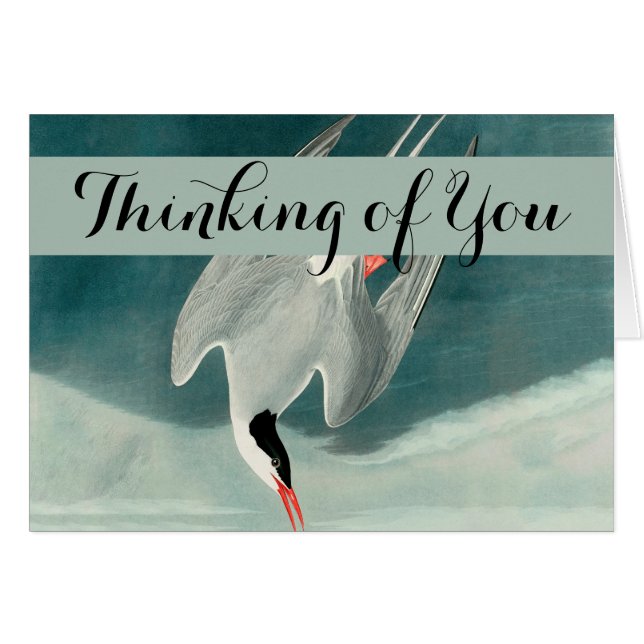 Pintado de vida silvestre del Ártico Tern Audubon (Anverso (Horizontal))