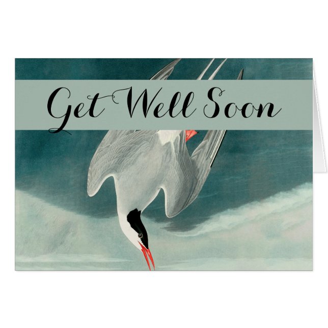 Pintado de vida silvestre del Ártico Tern Audubon (Anverso (Horizontal))