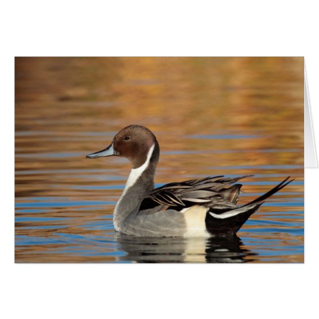 Pintail septentrional masculino (Anverso (Horizontal))