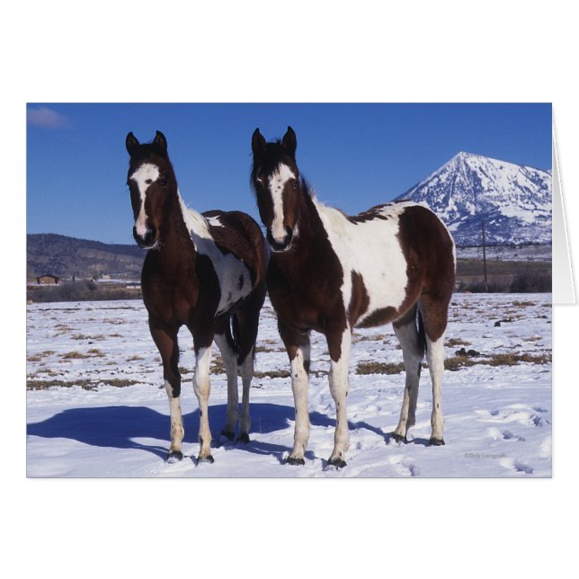 Pintando caballos de pie en la nieve (Anverso (Horizontal))