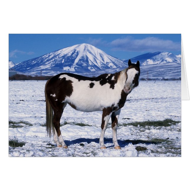Pintando el caballo de pie en la nieve (Anverso (Horizontal))
