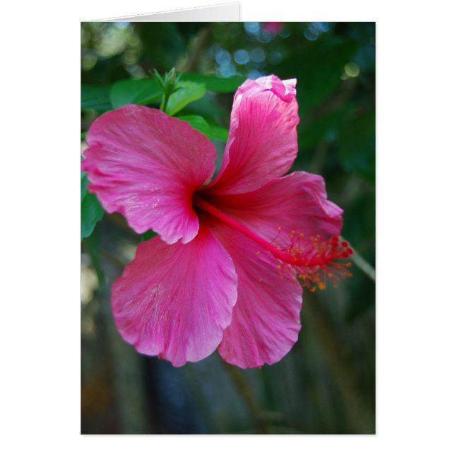 Pintando rosa caliente (Frente)