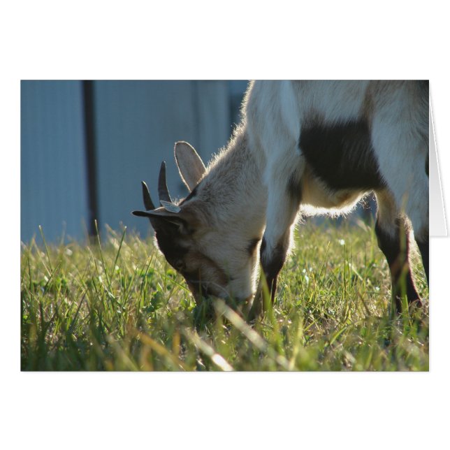 Pintar (Anverso (Horizontal))