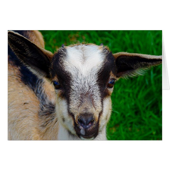 Pintar (Anverso (Horizontal))