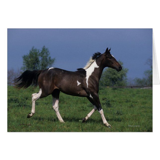 Pintar caballo corriendo 2 (Anverso (Horizontal))
