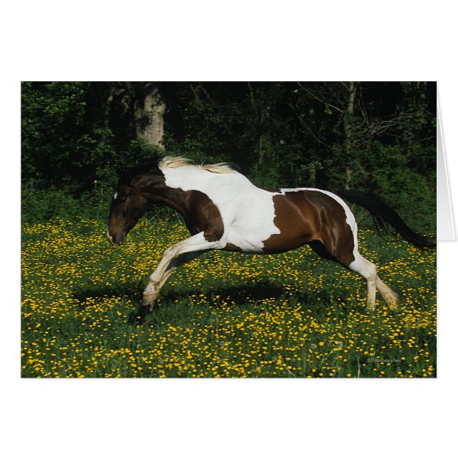 Pintar caballos corriendo en campo de flores (Anverso (Horizontal))