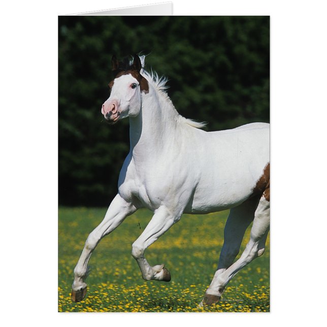 Pintar caballos corriendo en campo de hierba (Frente)