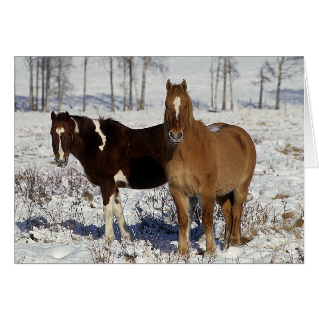 Pintar caballos en la nieve (Anverso (Horizontal))