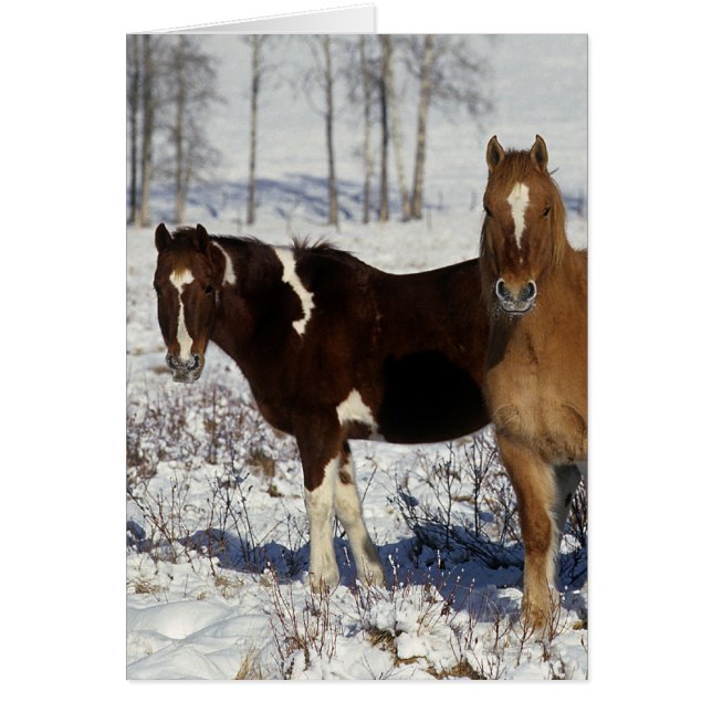 Pintar caballos en la nieve (Frente)