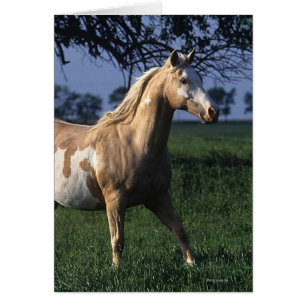 Pinte el caballo que coloca 2