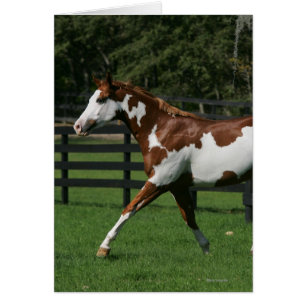 Pinte el caballo que corre 1