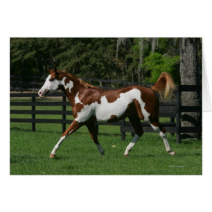 Pinte el caballo que corre 1