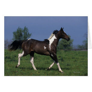 Pinte el caballo que corre 2