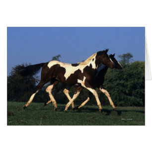 Pinte el funcionamiento de los añales