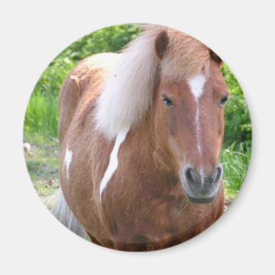 Pinte el imán del Quarterhorse