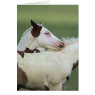 Pinte jugar de los potros