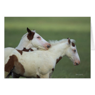 Pinte jugar de los potros