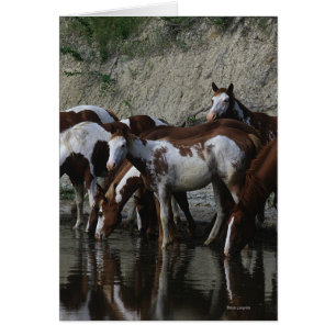 Pinte la consumición de los caballos