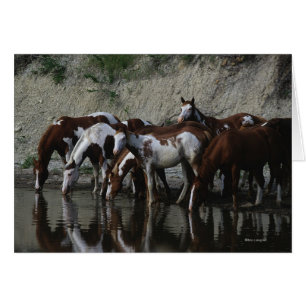 Pinte la consumición de los caballos