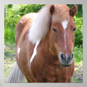 Pinte la impresión cuarta del caballo