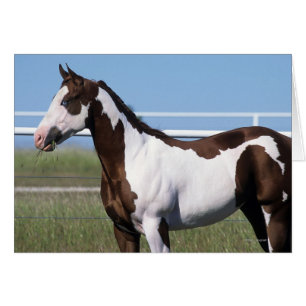 Pinte la situación del caballo