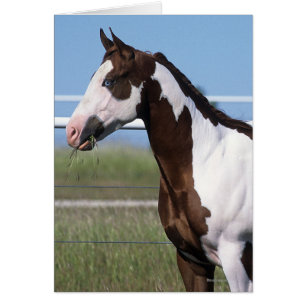 Pinte la situación del caballo