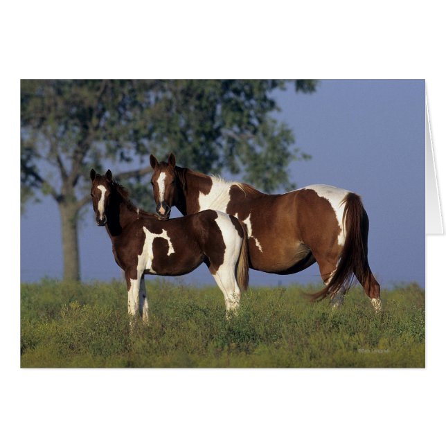 Pinte la yegua y el potro (Anverso (Horizontal))