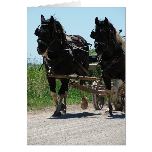 Pinto Amish Borrador de Caballos (Frente)