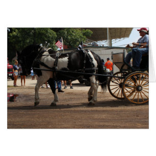 Pinto Borde Caballo 2018 Mt. Agradable, Iowa