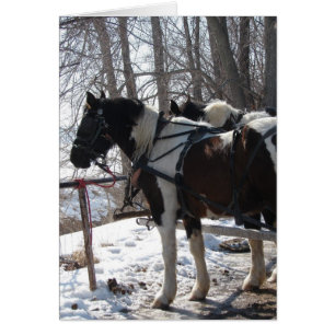 Pinto Caballos Borradores