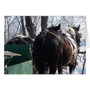 Pinto Caballos Borradores