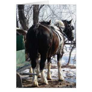 Pinto Caballos Borradores