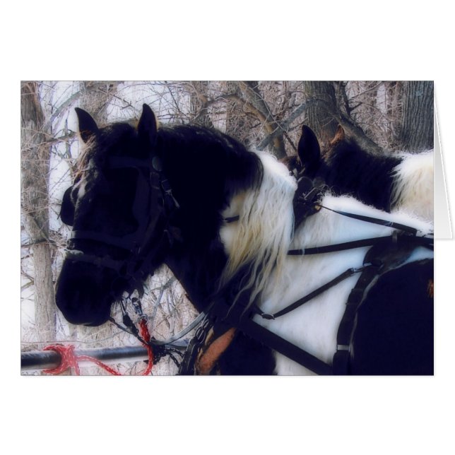 Pinto Caballos Borradores (Anverso (Horizontal))