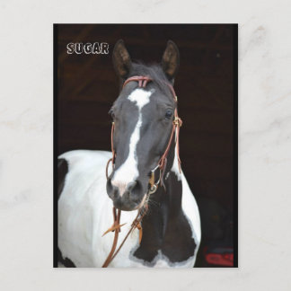 Pinto Filly nombró la tarjeta de posta de caballo 