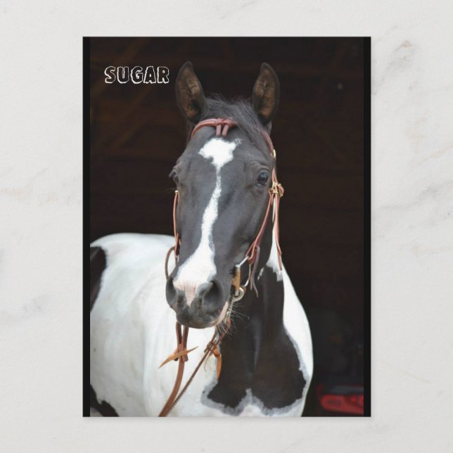 Pinto Filly nombró la tarjeta de posta de caballo  (Anverso)