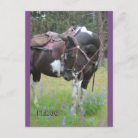 Pinto mare Fargo caballo postal
