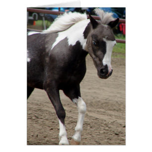 Pinto Mini Caballo
