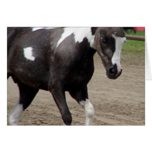 Pinto Mini Caballo
